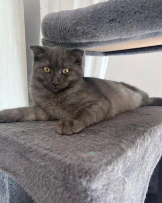 Gattina femmina Scottish Fold
