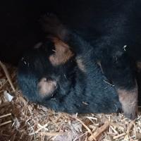 Rottweiler