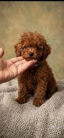 Cuccioli di barboncino toy