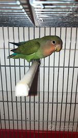 Uccello Inseparabile