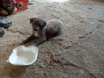 Cucciolo meticcio
