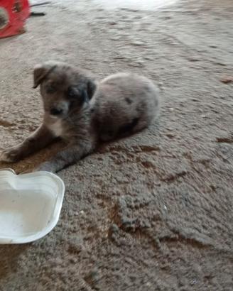 Cucciolo meticcio