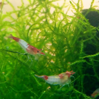 Neocaridine Davidi Red-Rili