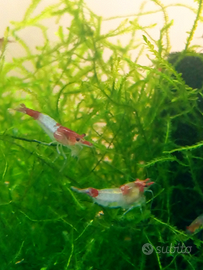 Neocaridine Davidi Red-Rili