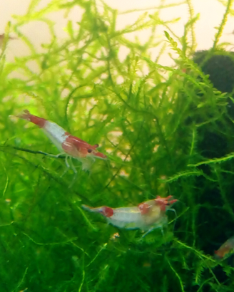 Neocaridine Davidi Red-Rili