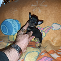 Cucciolo di chihuahua mini Toy