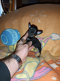 Cucciolo di chihuahua mini Toy