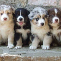 Pastore australiano con pedigree enci