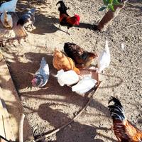 Galline ovaiole e galli