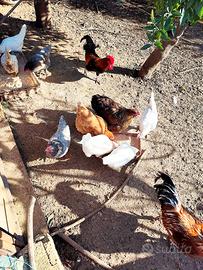 Galline ovaiole e galli