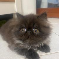Cuccioli Gatto persiano