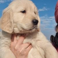 Cucciole di Golden retriever Angloamericane