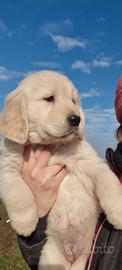 Cucciole di Golden retriever Angloamericane