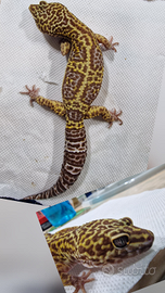 Geco leopardino