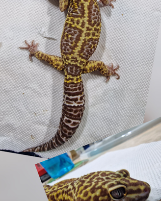 Geco leopardino