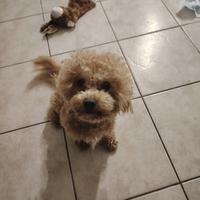 Barboncino Toy disponibile per monta