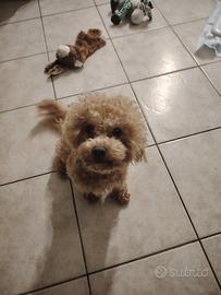 Barboncino Toy disponibile per monta