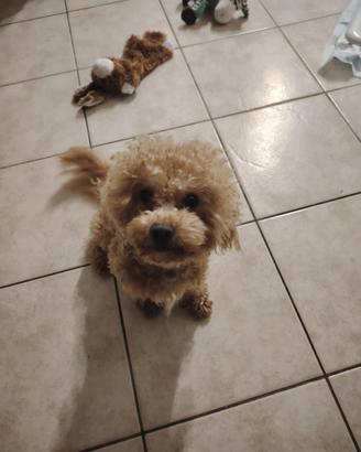 Barboncino Toy disponibile per monta