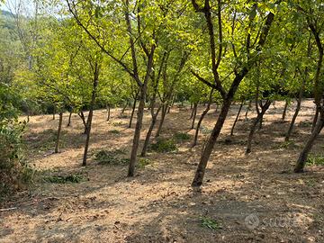 Terreno agricolo