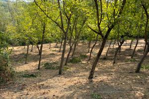 Terreno agricolo