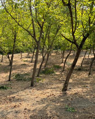 Terreno agricolo
