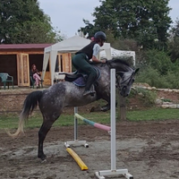 Cavalla Irlandese del 2015