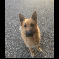 Pastore tedesco per cuccioli