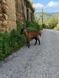 Capretta di 2 anni