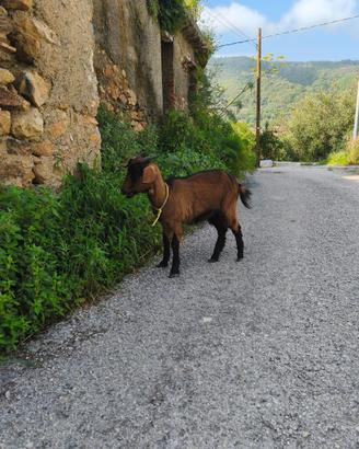 Capretta di 2 anni