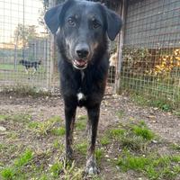 Montana cucciolona dal carattere tranquillo