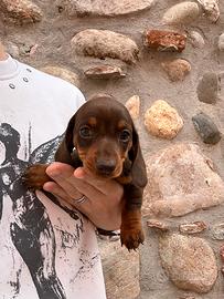 Cuccioli choco Bassotto tedesco