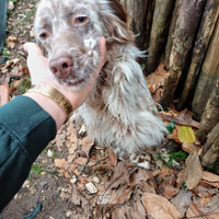 Cane da caccia setter breton