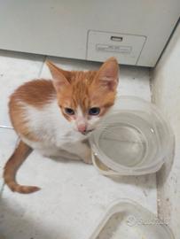 Gattini 2 mesi per adozione