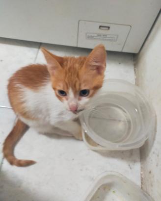 Gattini 2 mesi per adozione