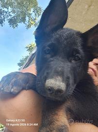 cucciole disponibile  pastore tedesco 