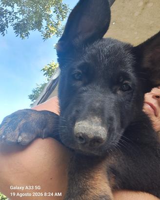cucciole disponibile  pastore tedesco 