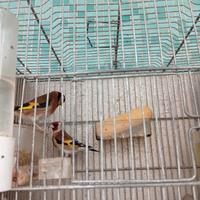 Cardellini coppia 2024