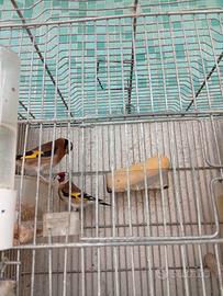 Cardellini coppia 2024