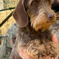 Bassotti nani a pelo duro cioccolato