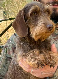 Bassotti nani a pelo duro cioccolato