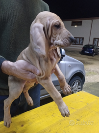Segugio italiano cuccioli