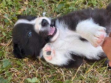 Border Collie Maschio