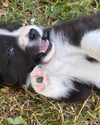 Border Collie Maschio