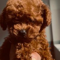 Cuccioli barboncino toy e mini toy Pedigree Enci
