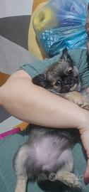 Chihuahua