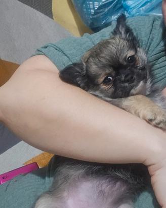 Chihuahua