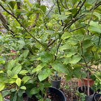 Piante di limoni varie dimensioni