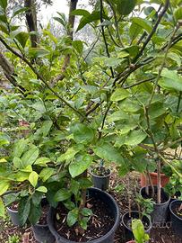 Piante di limoni varie dimensioni