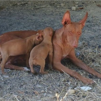 Cirneco dell'Etna cuccioli ultimi 2