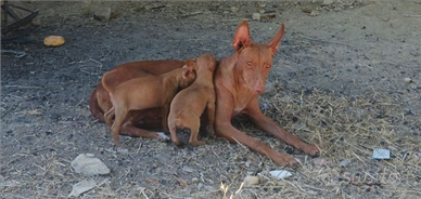 Cirneco dell'Etna cuccioli ultimi 2